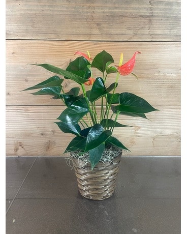 Anthurium Plant - 6 Inch Plant