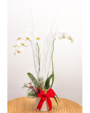 Festive Phalaenopsis Orchid Plant