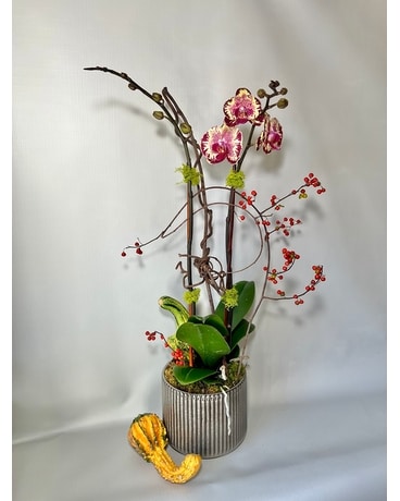 A Bittersweet Orchid Plant