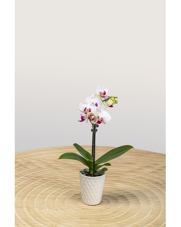 Single Mini Orchid - Newport News, VA | Pollard's Florist