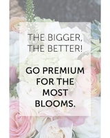 Premium size,  inches height and  inches wide.