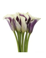 1 Bunch size,  inches height and  inches wide.