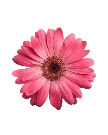 Market Wholesale Gerbera Daises George K Walker Florist