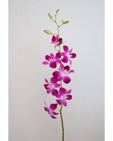 Market Wholesale Dendrobium Orchids In Augusta Ga Martina S Flowers And Gifts