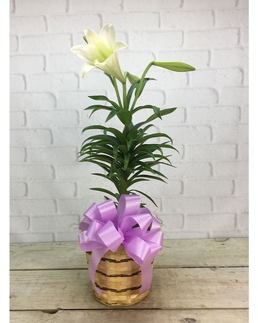 Easter Lily: Dressed Plant