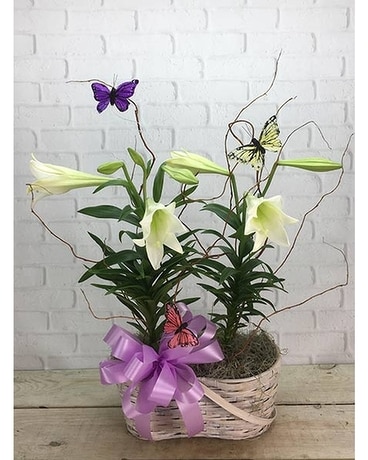 Double Easter Lily Plant