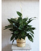Plain Basket size,  inches height and  inches wide.