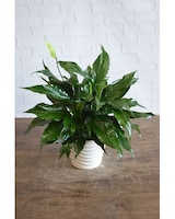 Specialty Keepsake Container size,  inches height and  inches wide.