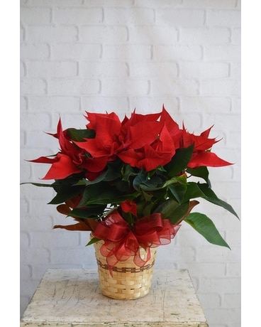 December Birthday: Poinsettia Flower Arrangement