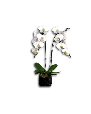 White Waterfall Phalaenopsis Orchid Flower Arrangement