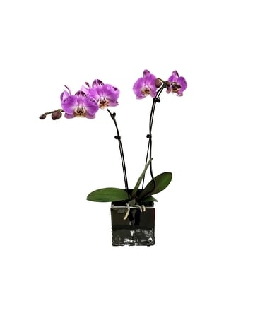 Purple Phalaenopsis Orchid Plant Flower Arrangement