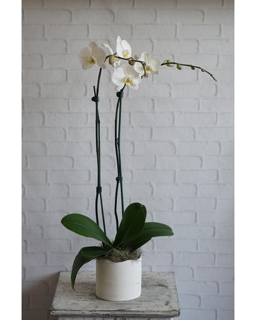 White Orchid Flower Arrangement