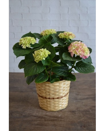 Hydrangea Plant Plant