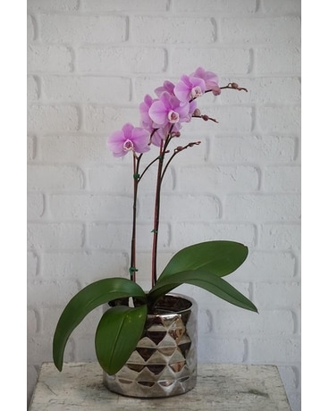 Color Orchid Flower Arrangement