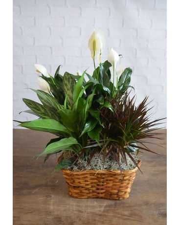 Triple Plant Basket Flower Arrangement