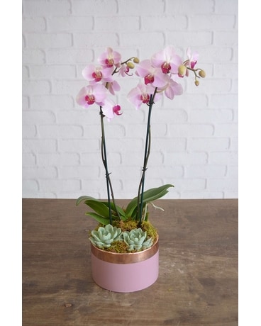 Double Pink Orchid Succulents Blossom Shop