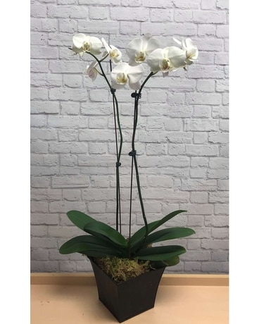 Double White Orchid Flower Arrangement