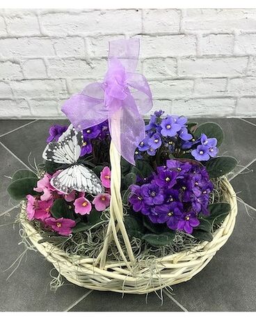Violets & Bows Plant