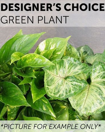 The Pampered Chef - Green Plant Flower Arrangement
