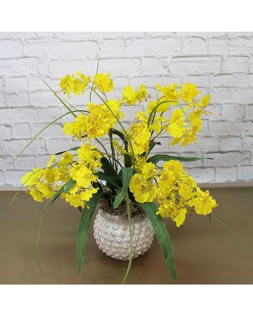 Opulent Orchids Specialty Arrangement