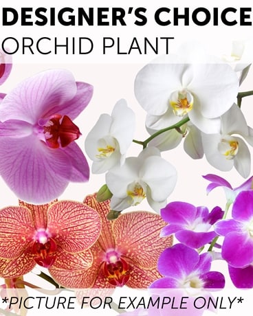 Designer's Choice - Orchid Plant Plant