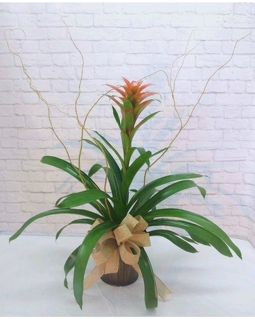 Bromeliad Plant