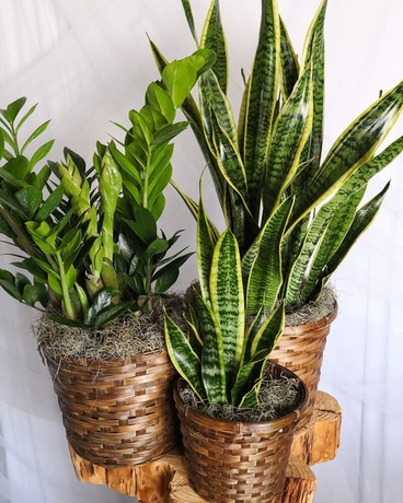 Hard To Kill Green Plant - Fort Collins, CO | Palmer Flowers