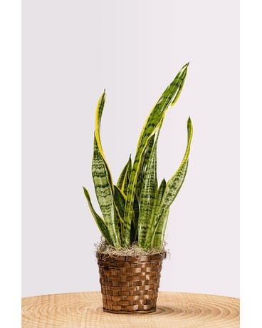 Plants - Scranton, PA | McCarthy - Remick Flowers