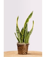 spider plant picture Spider Plant Hanging Basket: Pet Friendly Live Plant - (6 Pot)  Easy   Altman Plants