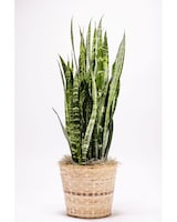 Snake Plant - Omaha, NE | Piccolo's Florist