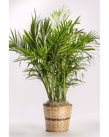 Plants - Tampa, FL | Jennie's Flowers