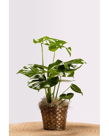 【Ebi Botanical Life】 Tropical Kiwi - AIO (2.0g) - Planet Nugg