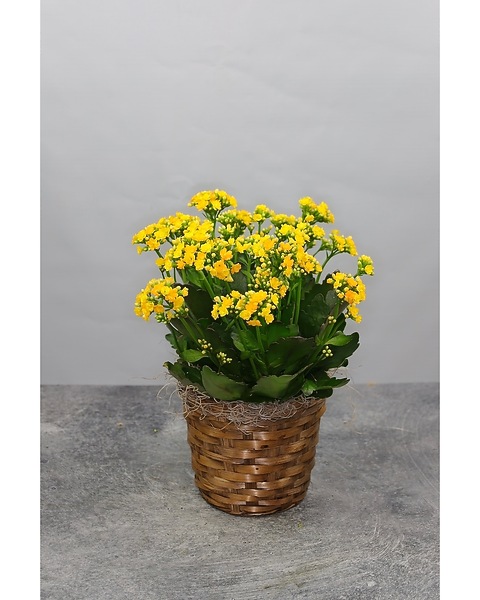 wheeled plant pots Luxury Planters & Decorative Pots for Every Space