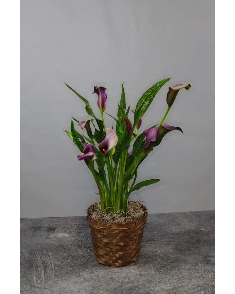 Calla Lily in Denver CO - Lehrer's Flowers