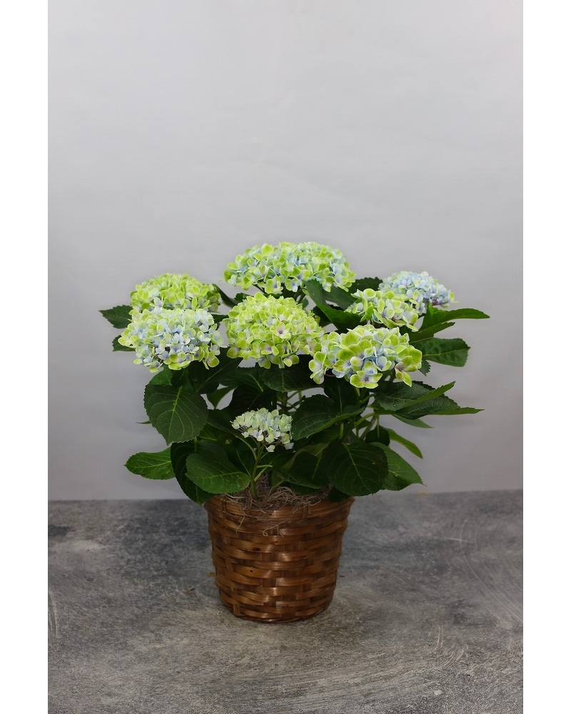 Hydrangea in Omaha NE - Stems Florist