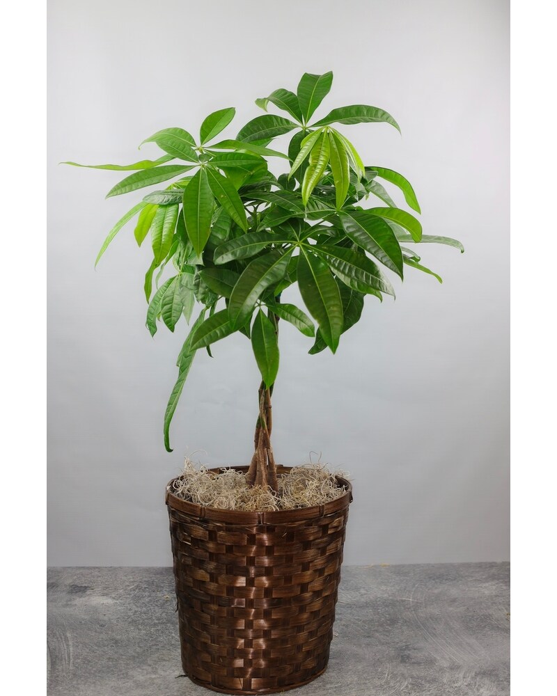 indoor watermelon plant Peperomia 'Watermelon' 4