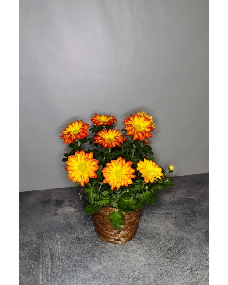 Pelee Mum in Tampa FL - Jennie's Flowers, image size:800x1000