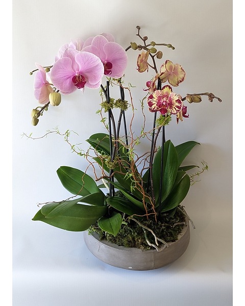 A Lovely Orchid Planter