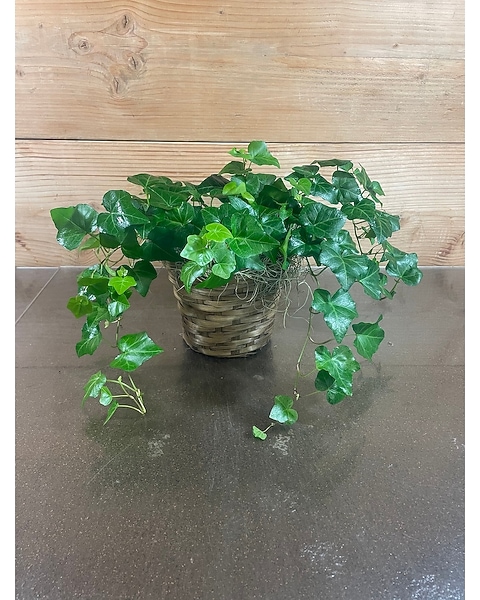 English Ivy Plant - 6 Inch - Omaha, NE | Piccolo's Florist