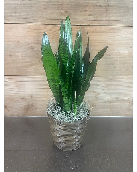 Snake Plant - 6 Inch - Piccolo's Florist