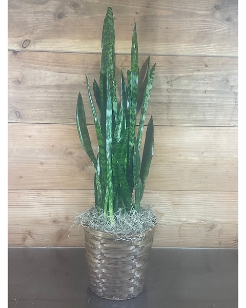 rubber plant care indoors Peperomia Thailand