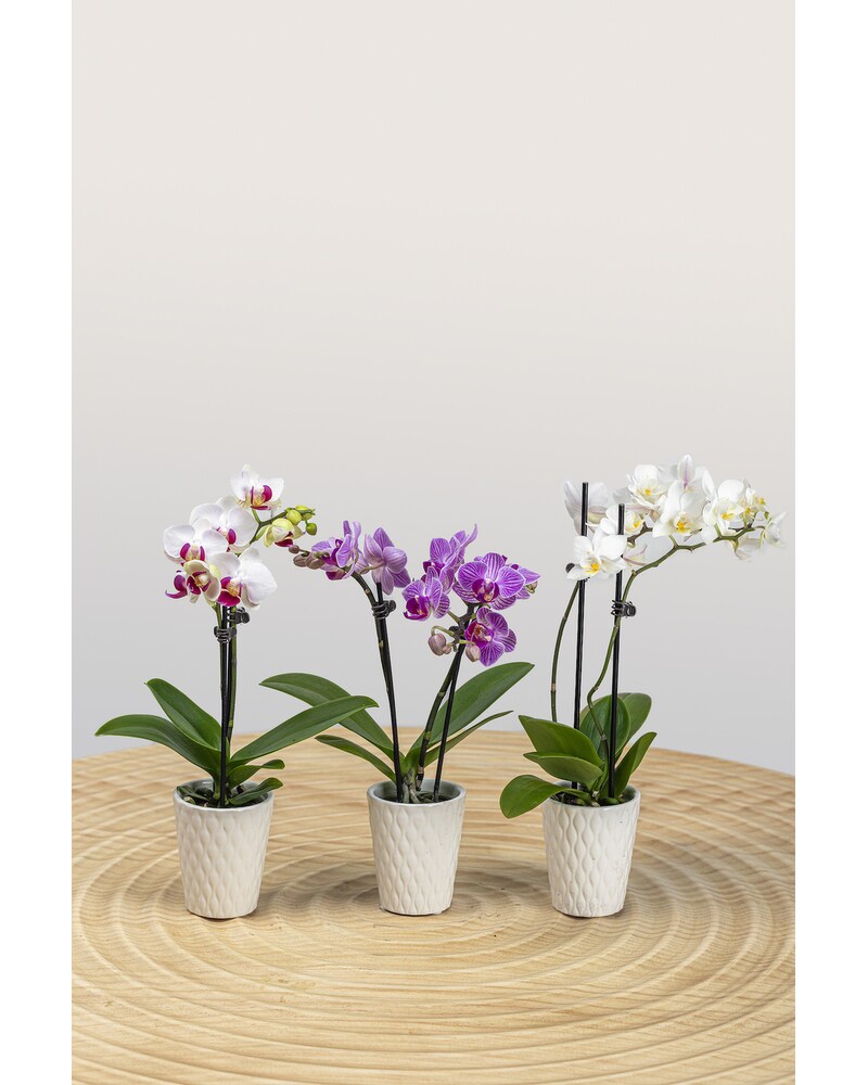 Three Mini Orchids - Augusta, GA | Martina's Flowers and Gifts
