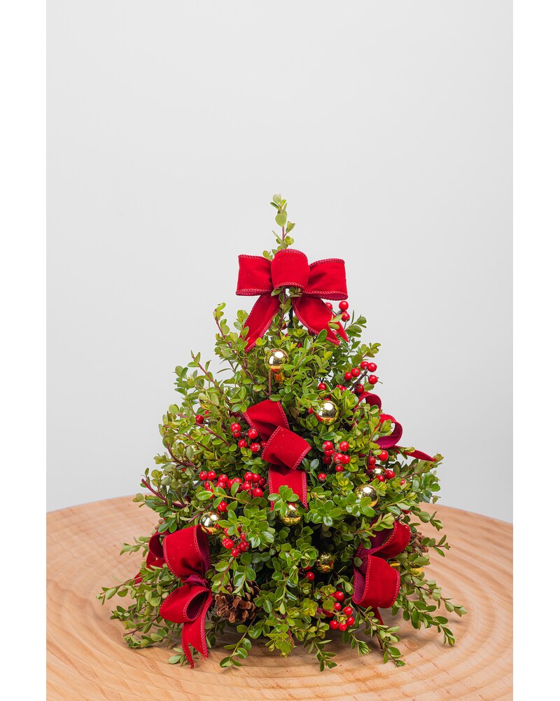 Small Christmas Boxwood Tree Fort Collins CO Palmer Flowers