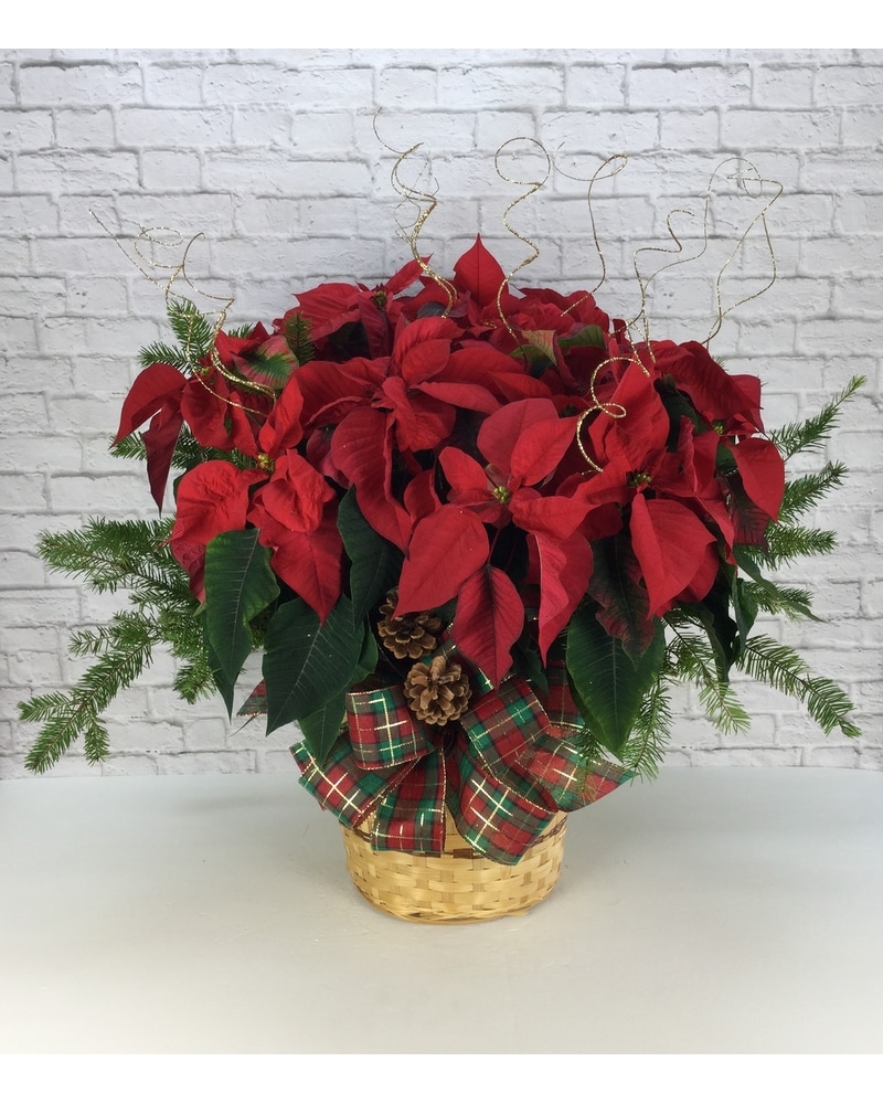 sku2390031.jpg?1506607459140