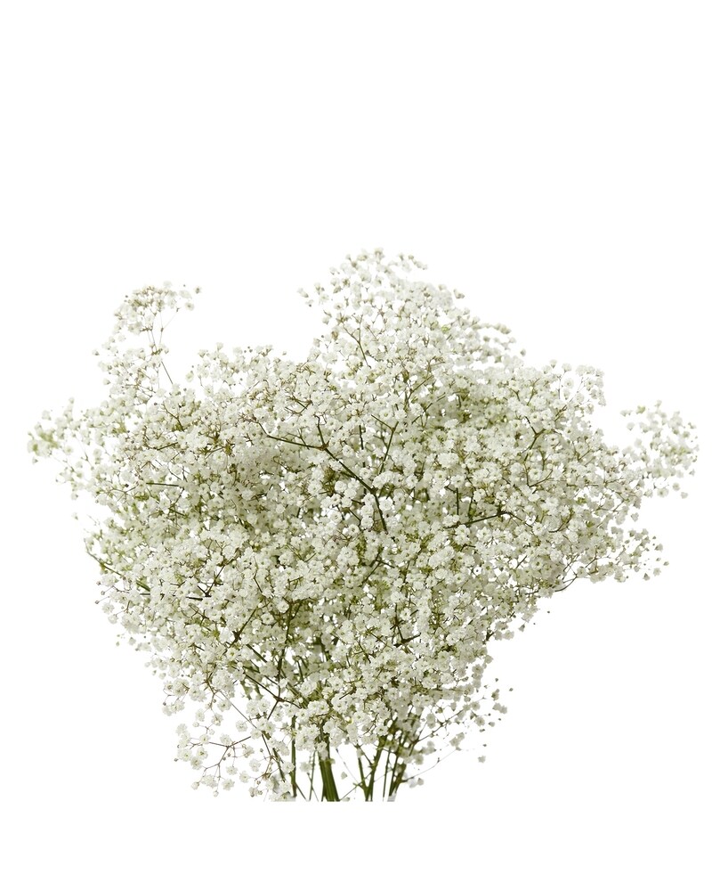 Market / Wholesale Baby's Breath in Tampa FL - Jennie's Flowers