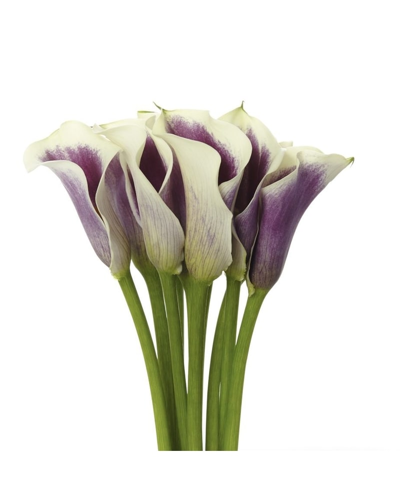 sku2410505.jpg?1503954163144