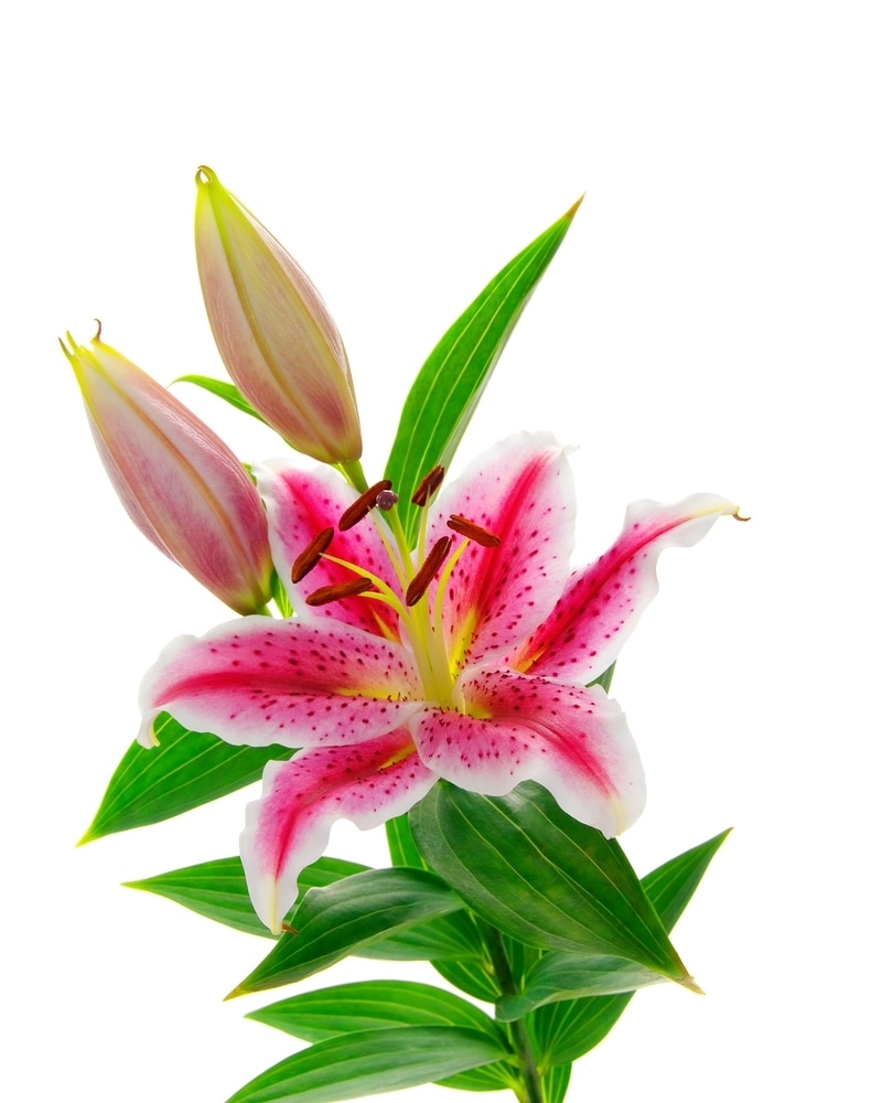 Market / Wholesale Pink Oriental Lilies in Tampa FL - Jennie's Flowers