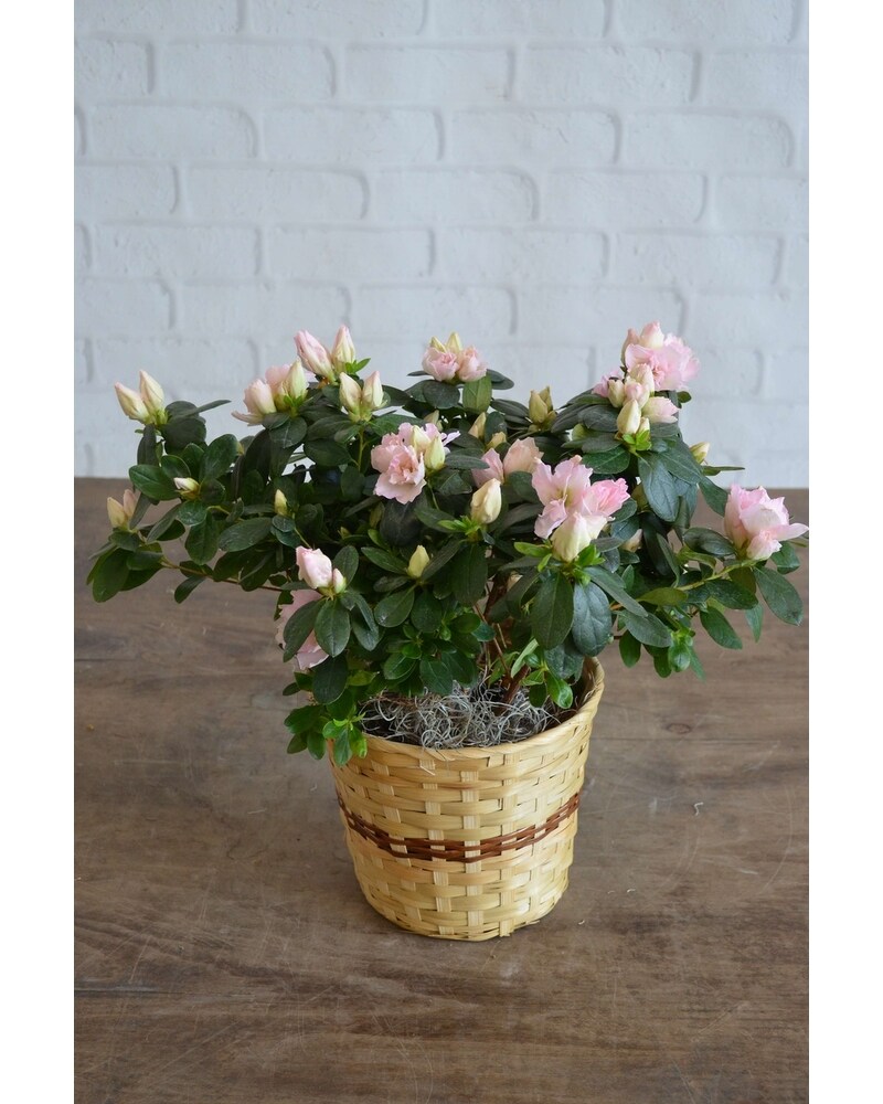 マーク・キング　「AZALEA IN AUGUSTA」 AZALEA HOLE By Mark King - Alliance Art Publishing - For Sale
