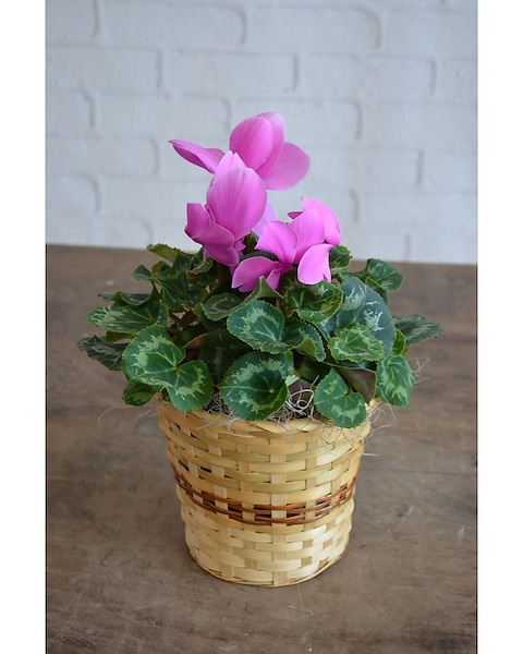 Cyclamen In Wicker Basket