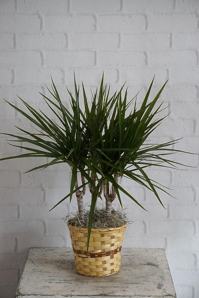 Dracaena Marginata - Fallon's Flowers